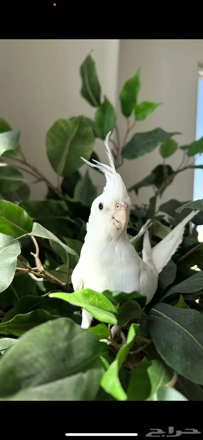 كروان البينو اليف ومتكلم 0