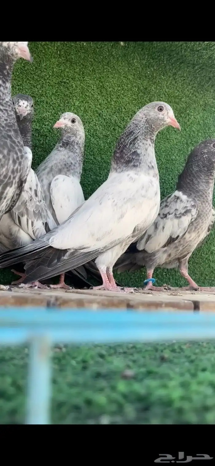 حمام باكستاني 1