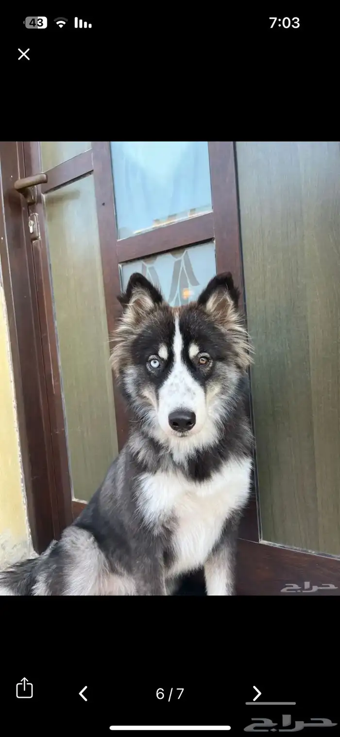 كلبه هاسكي مميزه 4