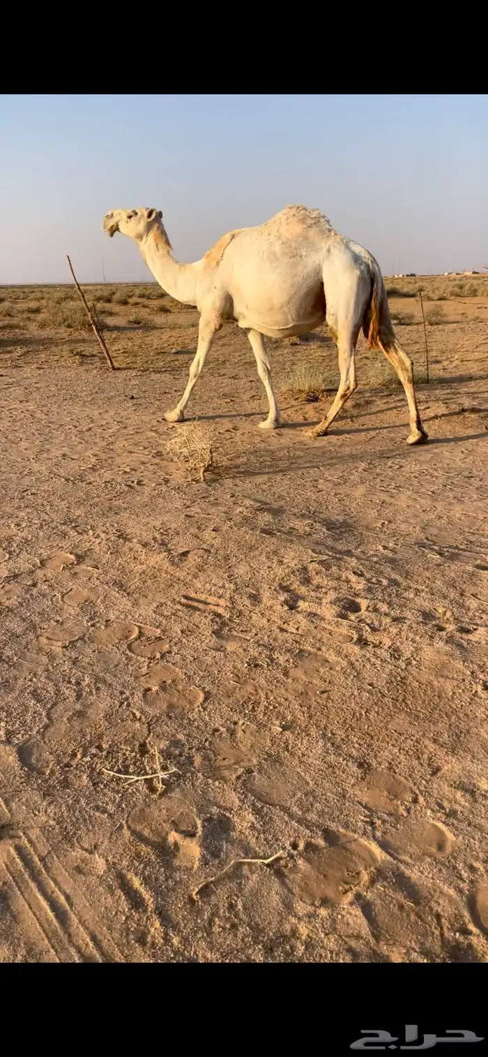 لقحه ملاقي قريب 1