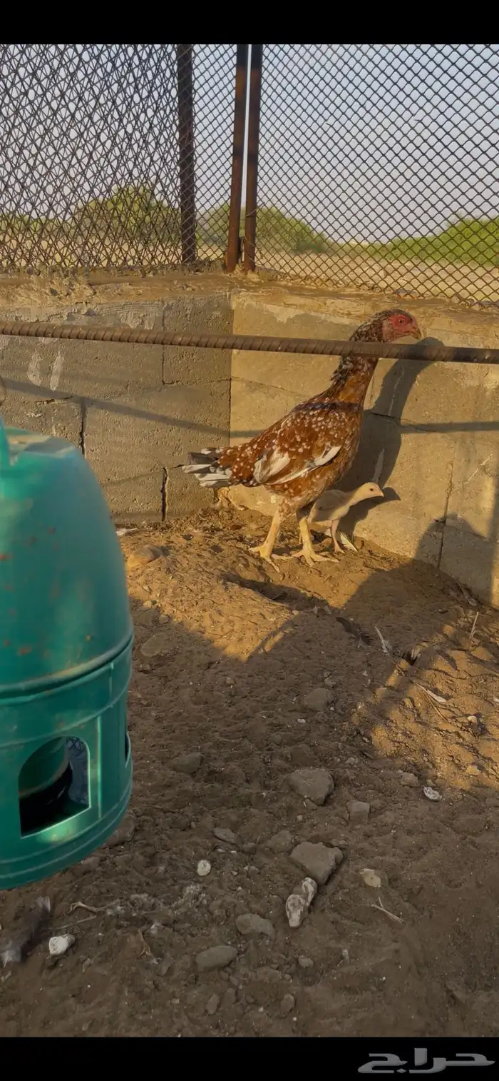 دجاجة سنديه 0