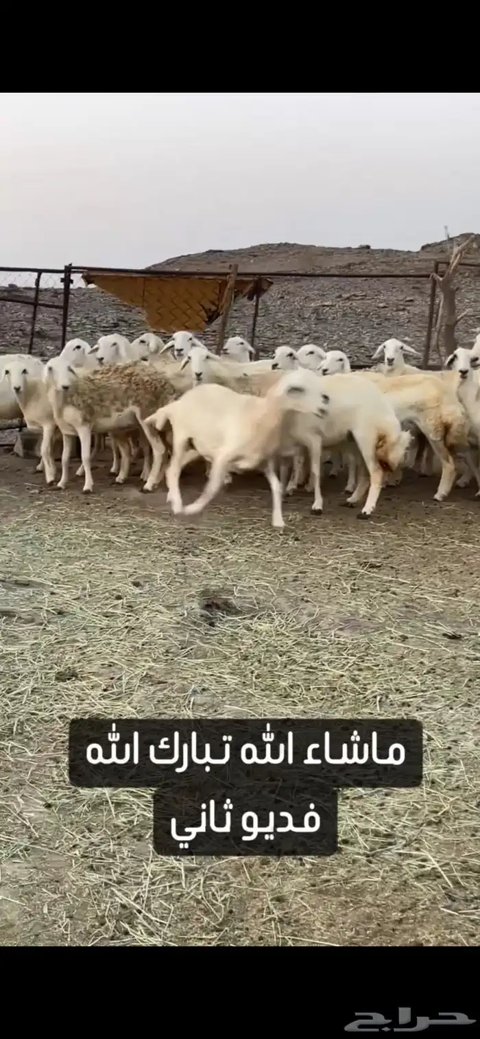 ضان حريات صنف الصنف عرض وبيع 4