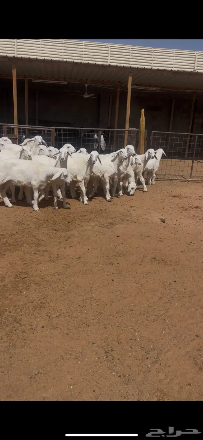 جذعات ملكيات (( حرش )) 0