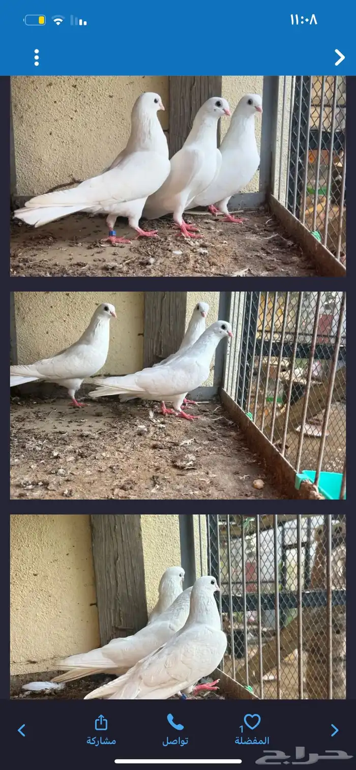 حمام قطايف قنادي 1