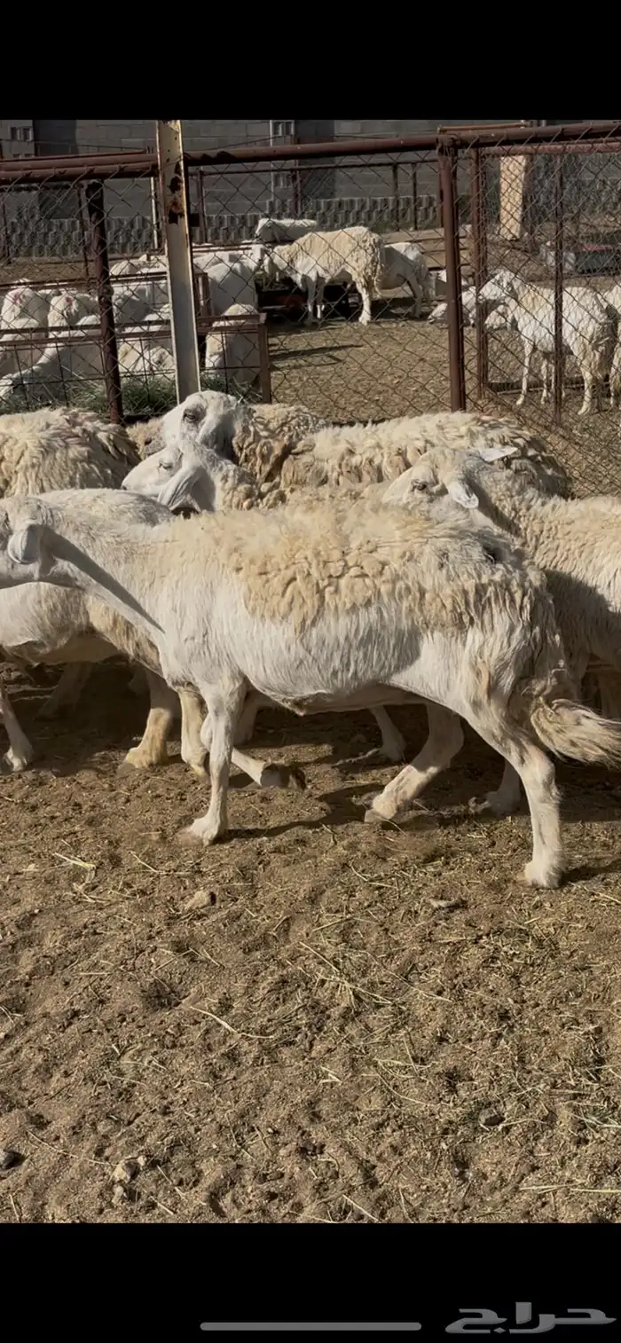 ضان حريات 30 0