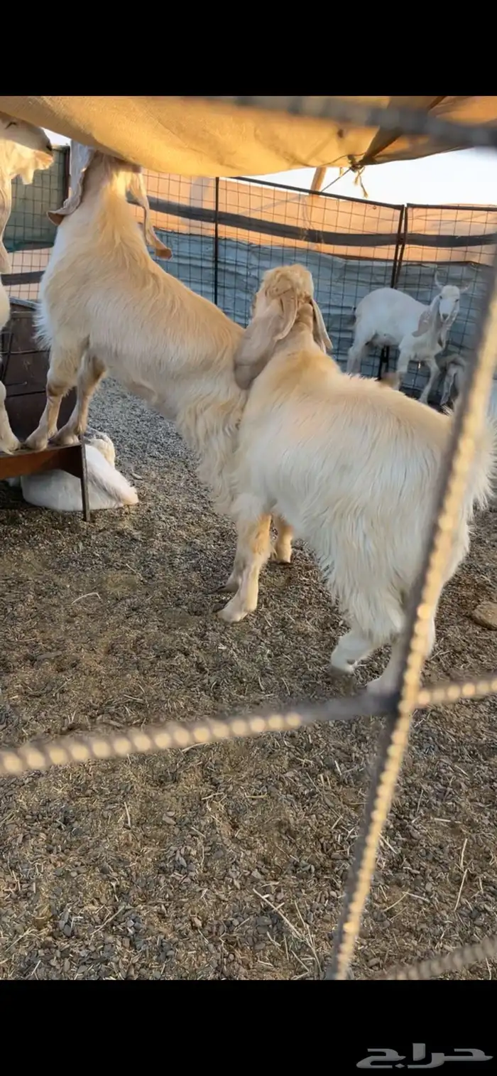 تيوس مخاصي 1