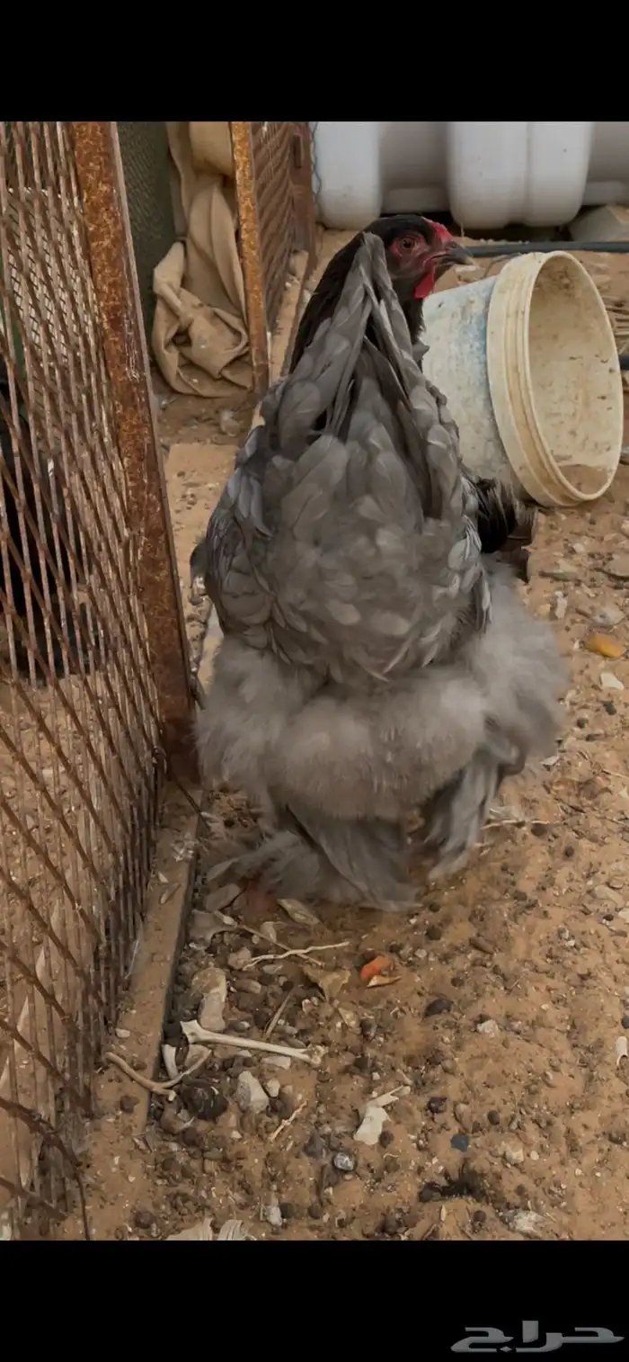 دجاج براهما نوادررر 7