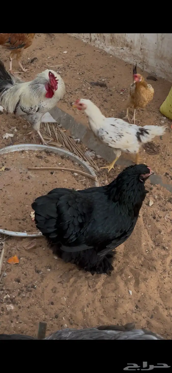 دجاج براهما نوادررر 5