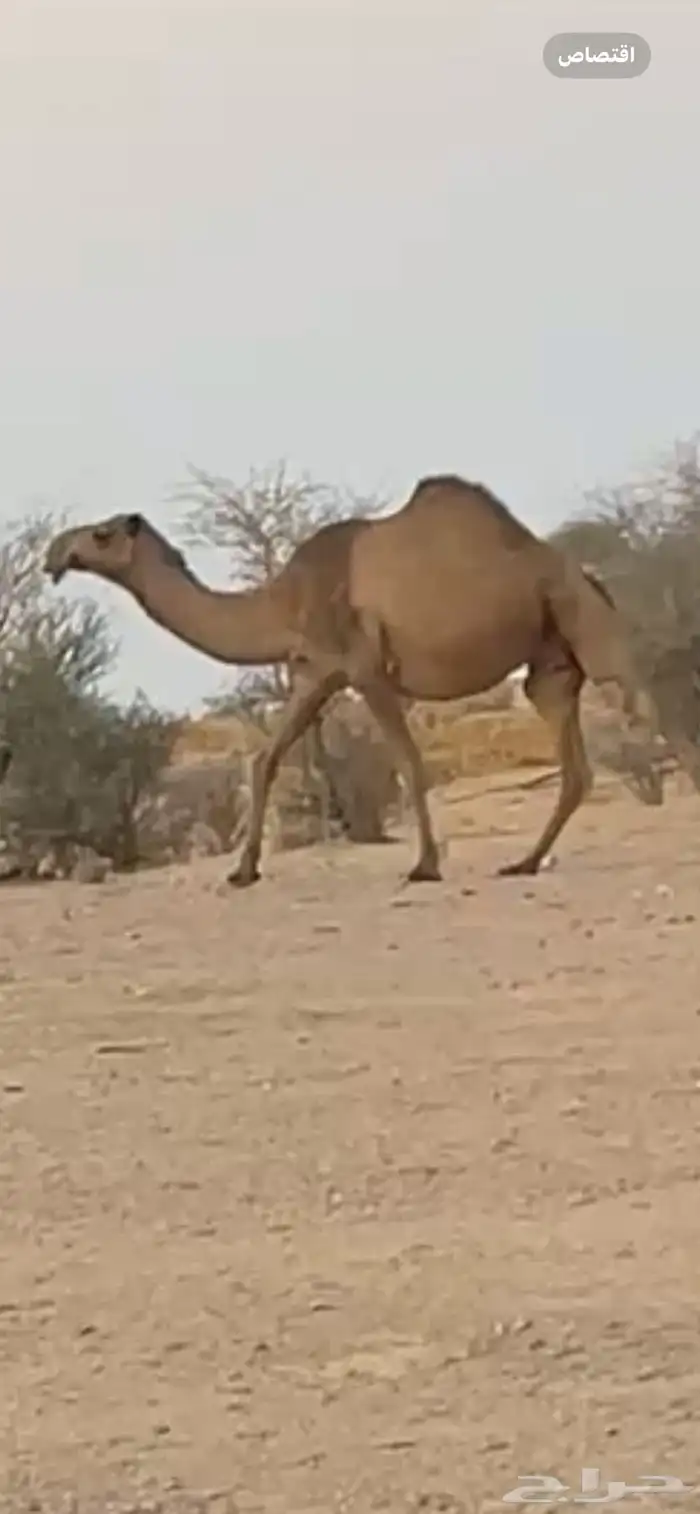 القحه صفراء كفوو لها ف اللقاح 9 شهور وزياده حول 10 1