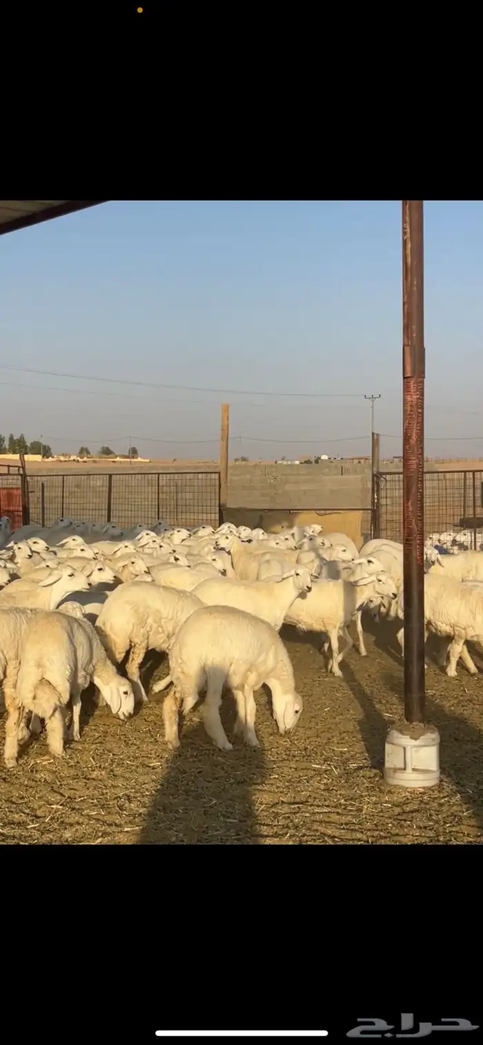 رخال حريات حرش 102 بالفحول 2 0