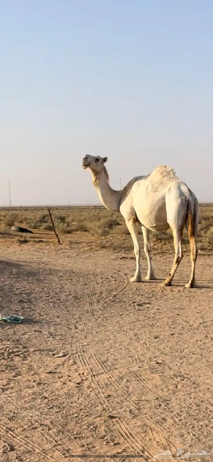 لقحه ملاقي قريب 2