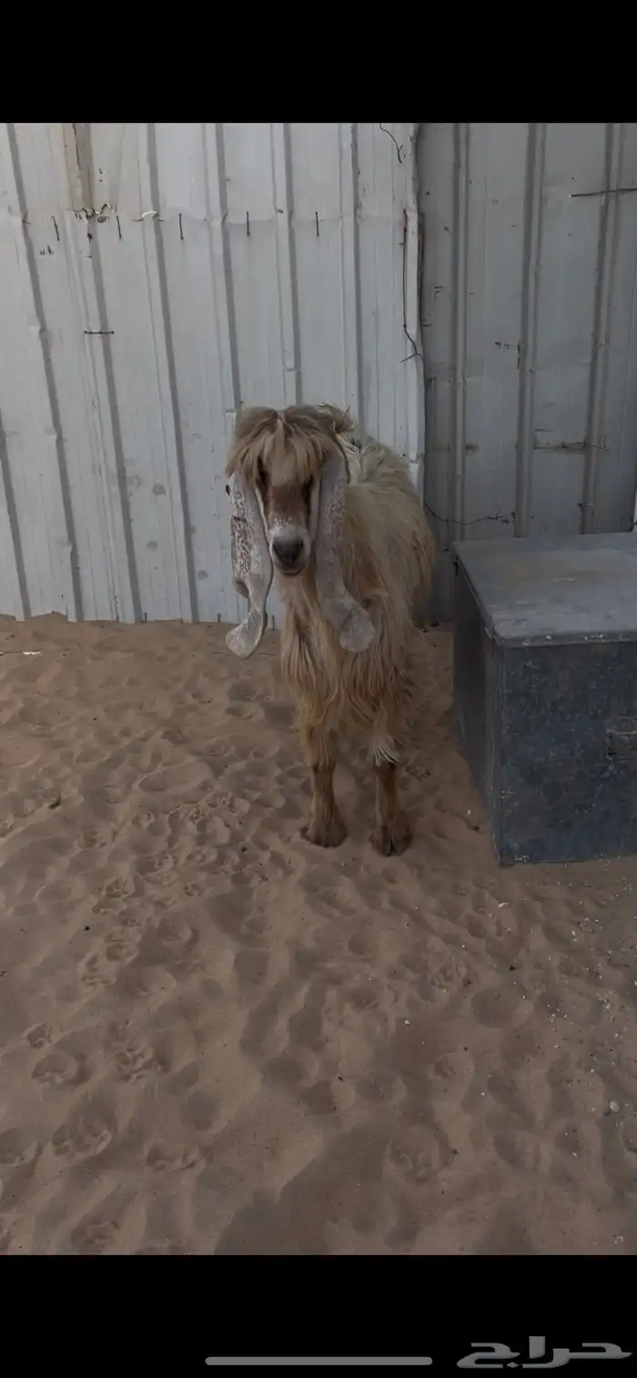 عارضيه صفرا دافع 3