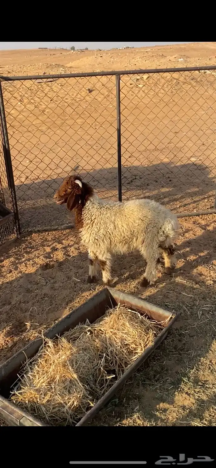 خروف 3شهور ونص 1