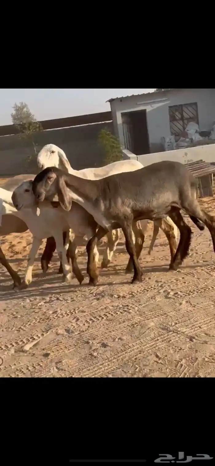 5 رخال سواكن خصم 0