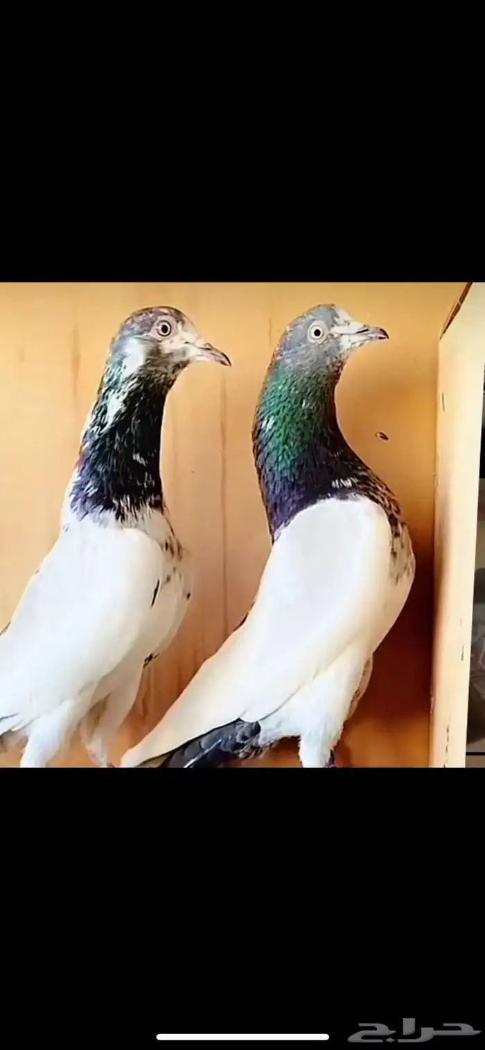 تيدي صنف فاخر من الاخر ( تم البيع ) 0