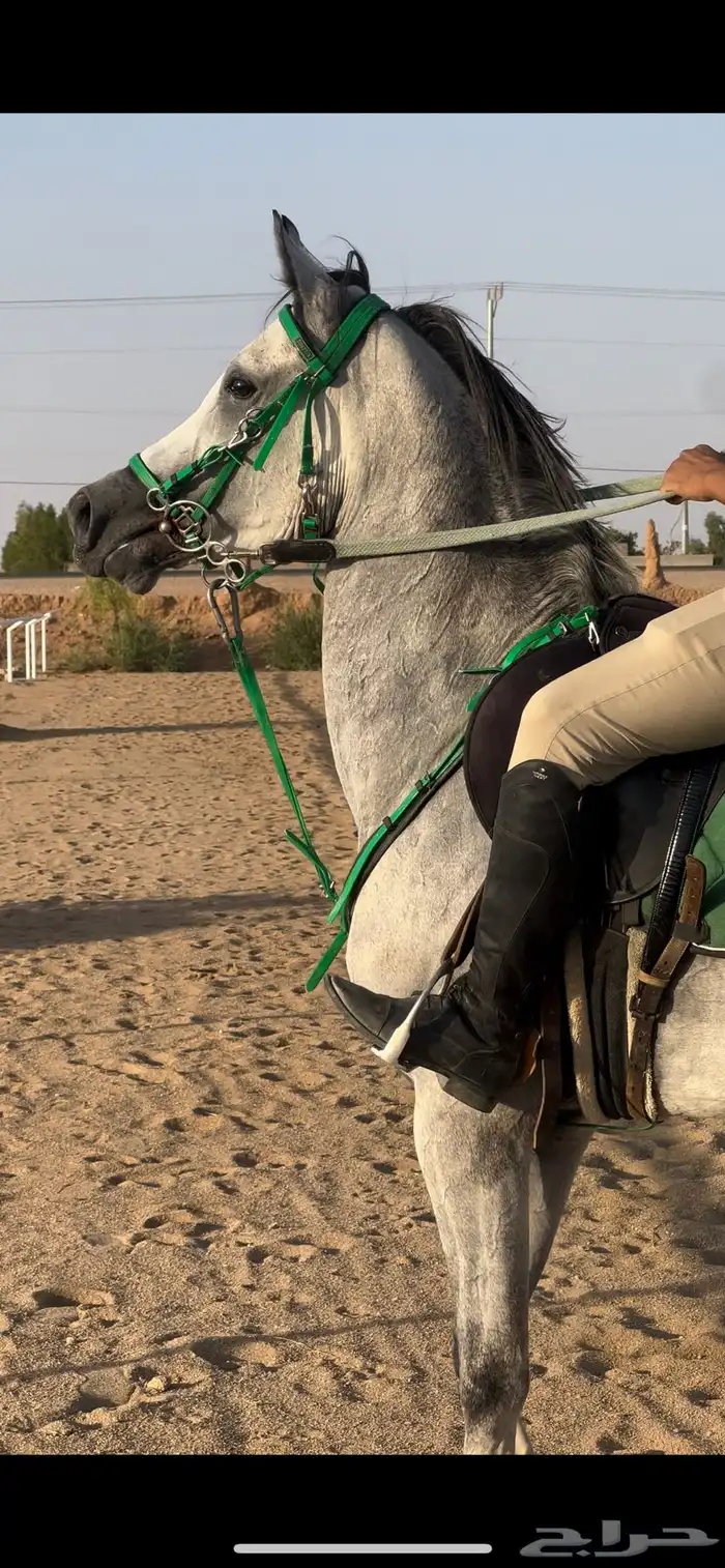 حصان شعبي شيخ 4