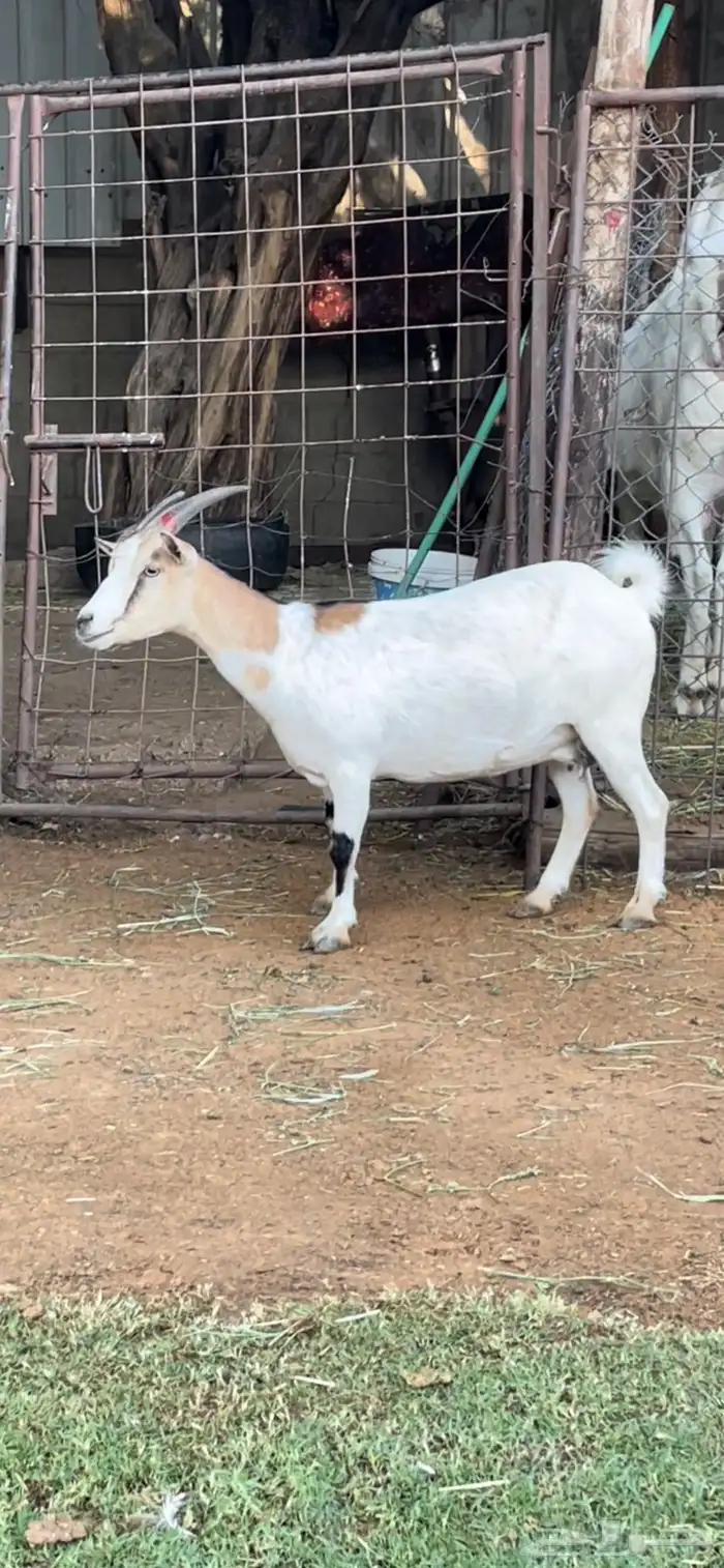 عنز قزميه طيبه دافع 1