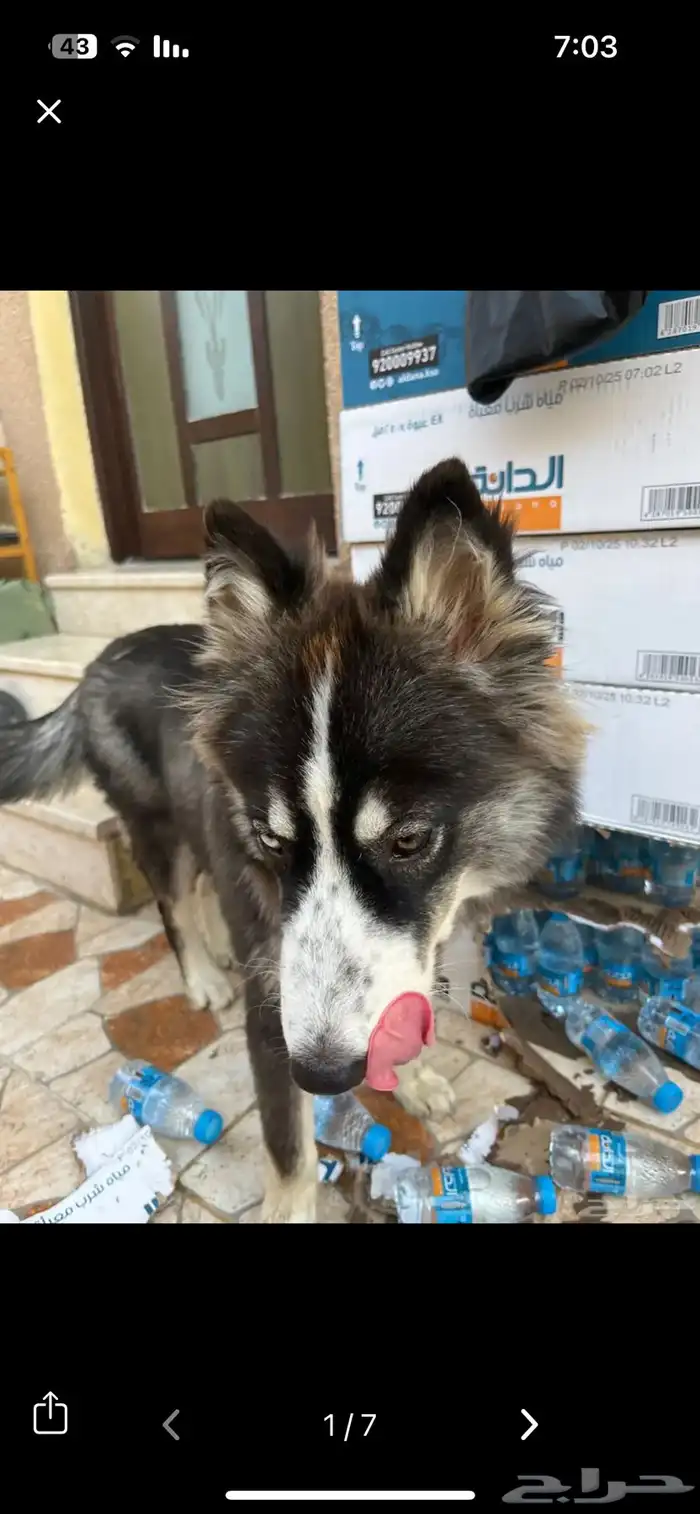 كلبه هاسكي مميزه 5