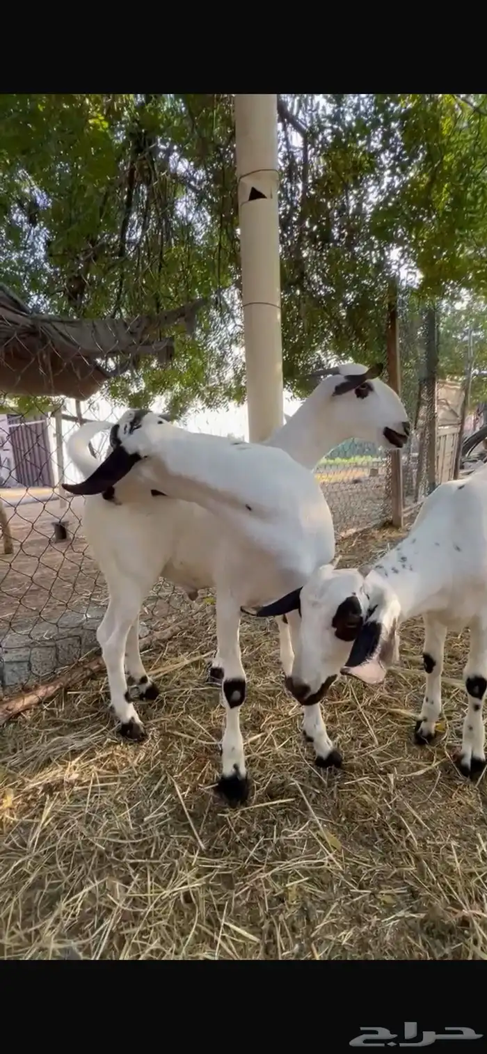 مشروع بيشي ولد جلمود صنف فاخر 1