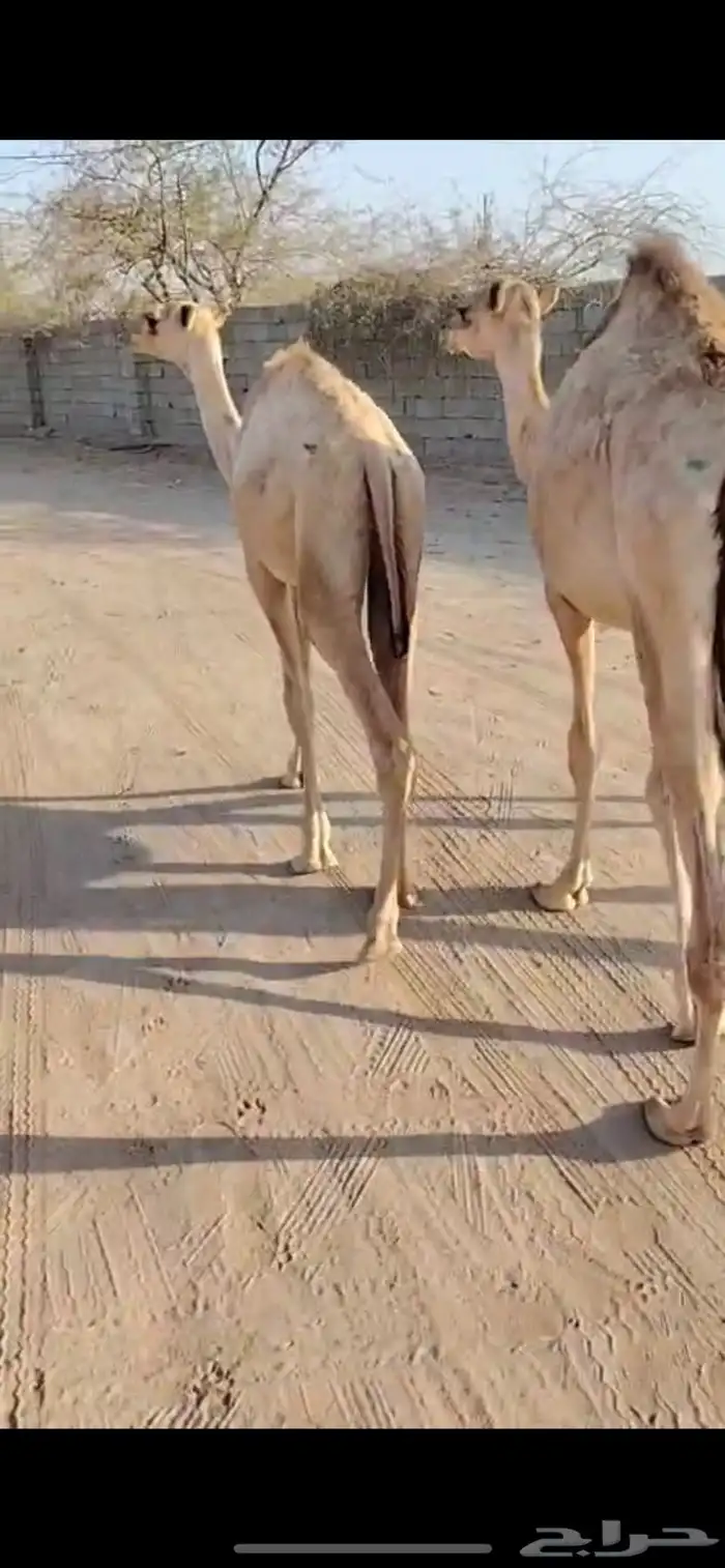 لكل المناسبات.. القعدان اللي تبيض الوجه 1