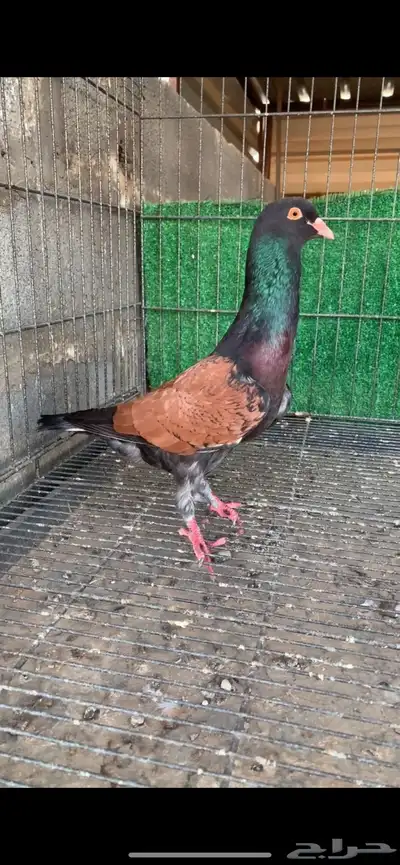 حمام شامي index