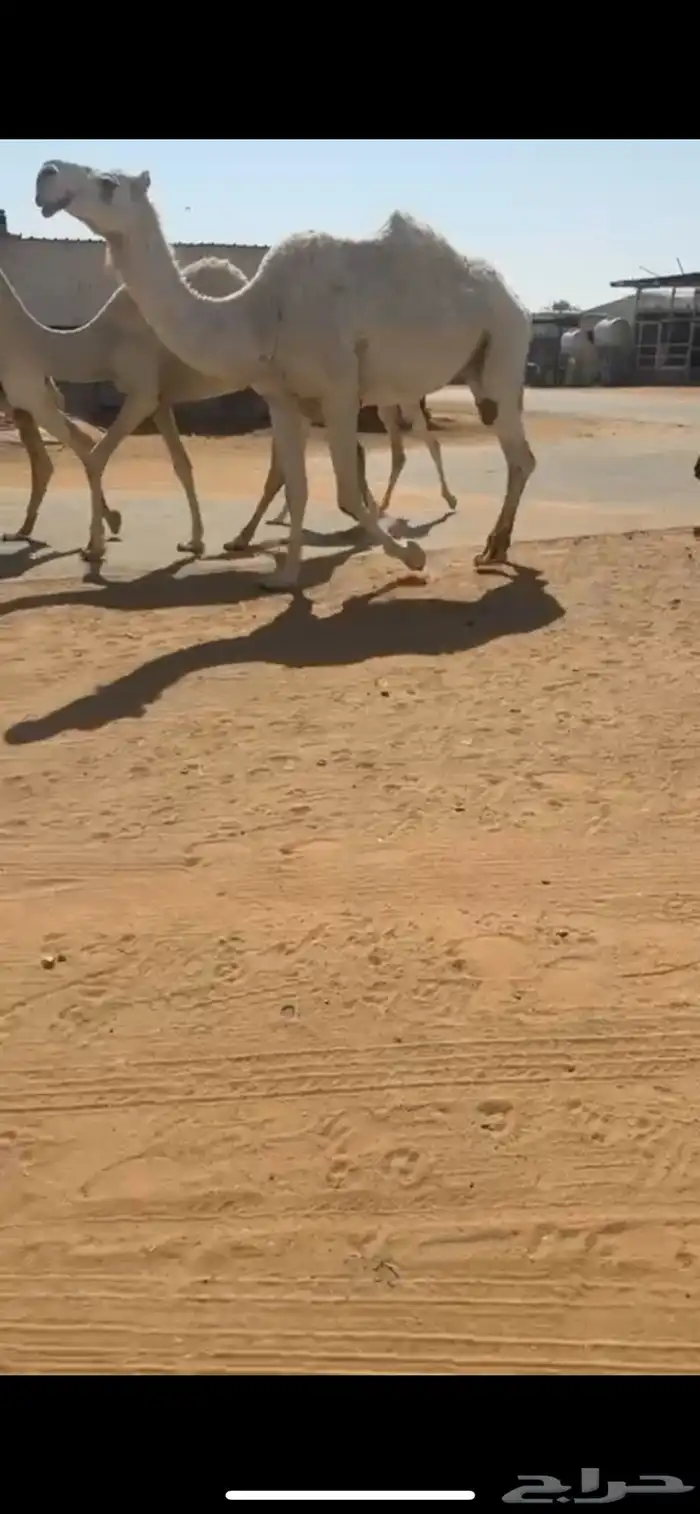 لقحه على ولد الحاكم الي مع الحربي سوم 6000 0