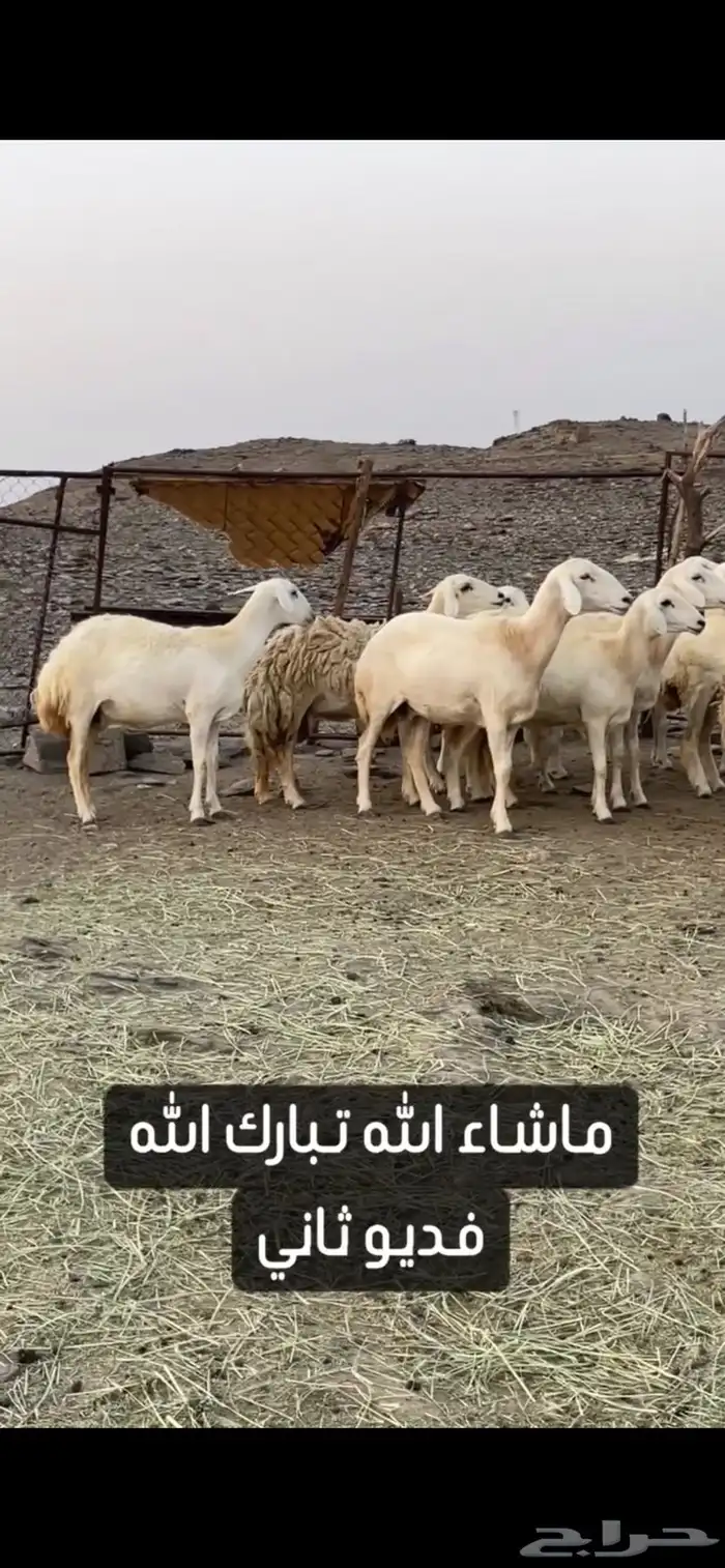 ضان حريات صنف الصنف عرض وبيع 0