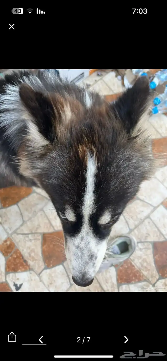 كلبه هاسكي مميزه 2