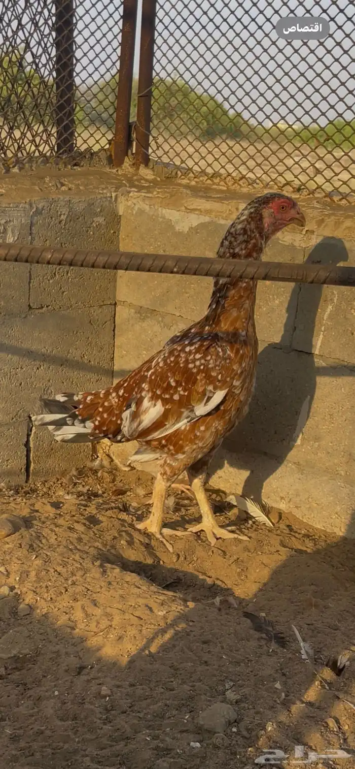 دجاجة سنديه 4