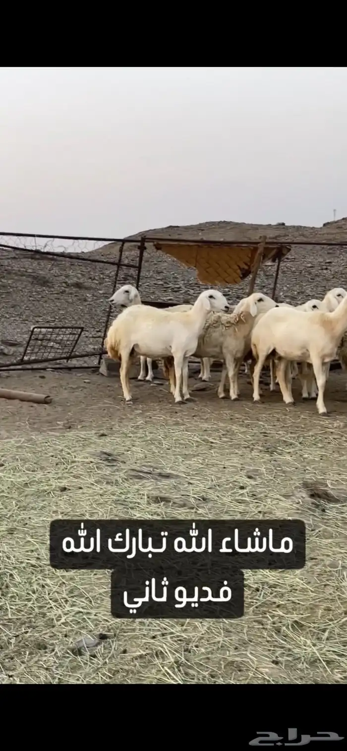 ضان حريات صنف الصنف عرض وبيع 2