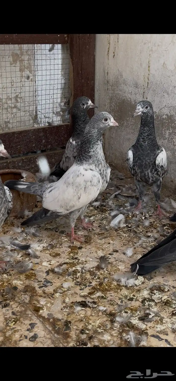 حمام باكستاني 2