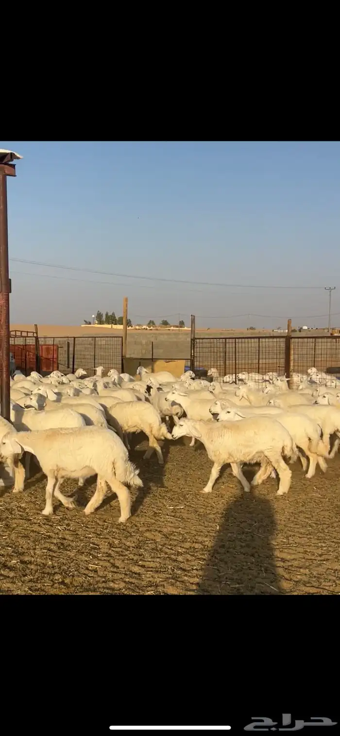 رخال حريات حرش 102 بالفحول 2 5