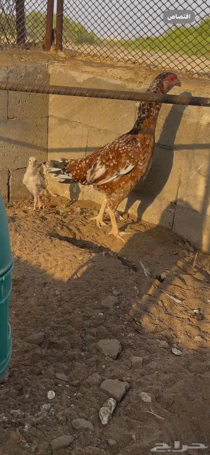 دجاجة سنديه 5