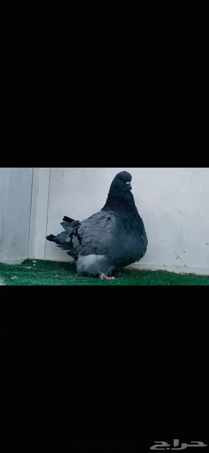 ذكر فرش بلوبار 6