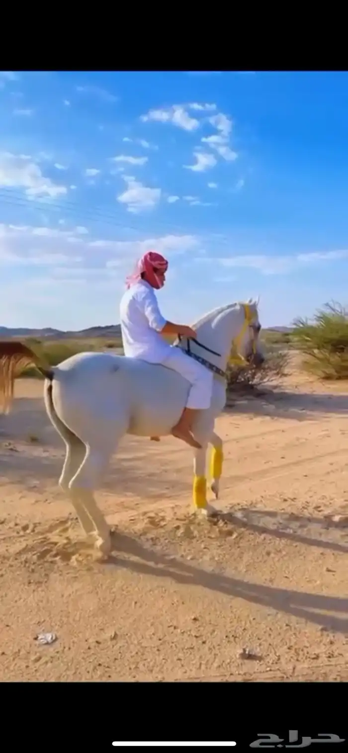 خيل عربي اصيل 0