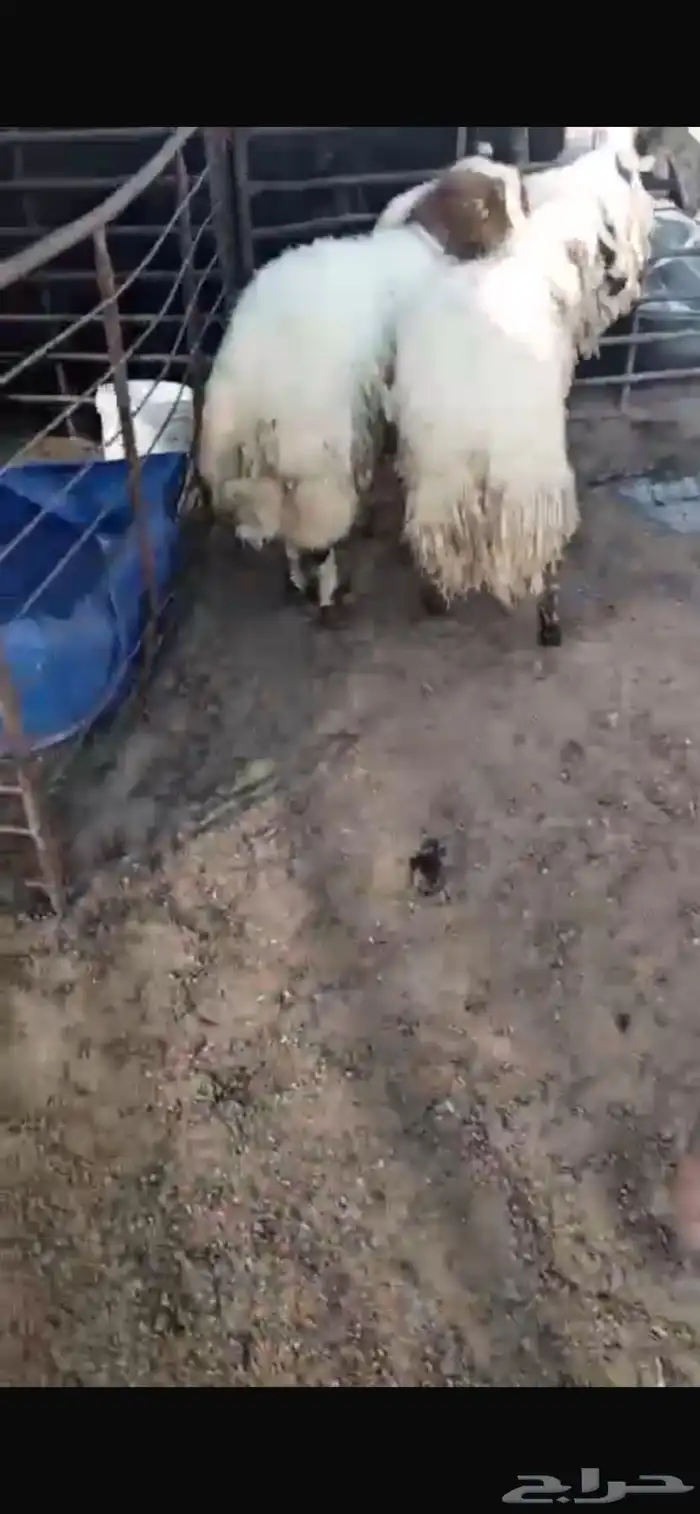 ثلاثة خرفان 4