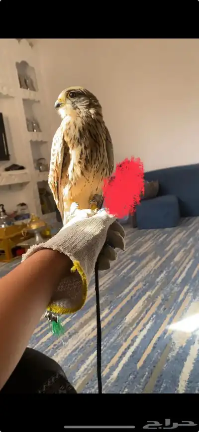 سلام عليكم index