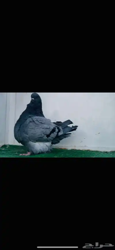 ذكر فرش بلوبار index