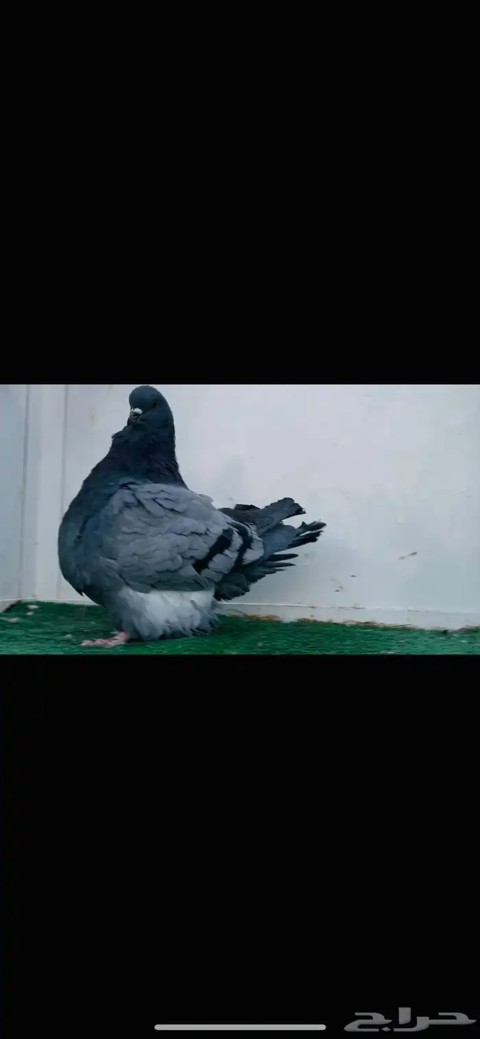 ذكر فرش بلوبار 0