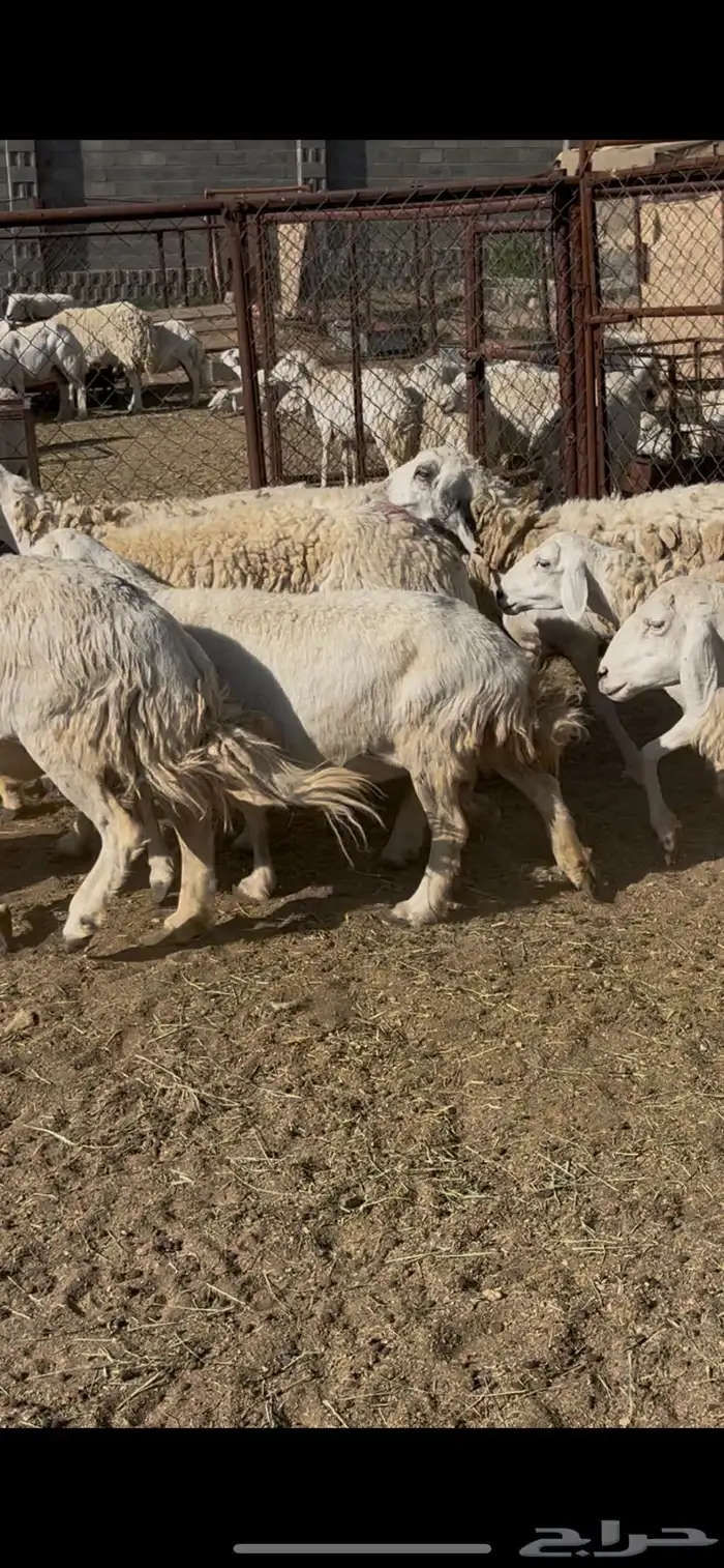 ضان حريات 30 5