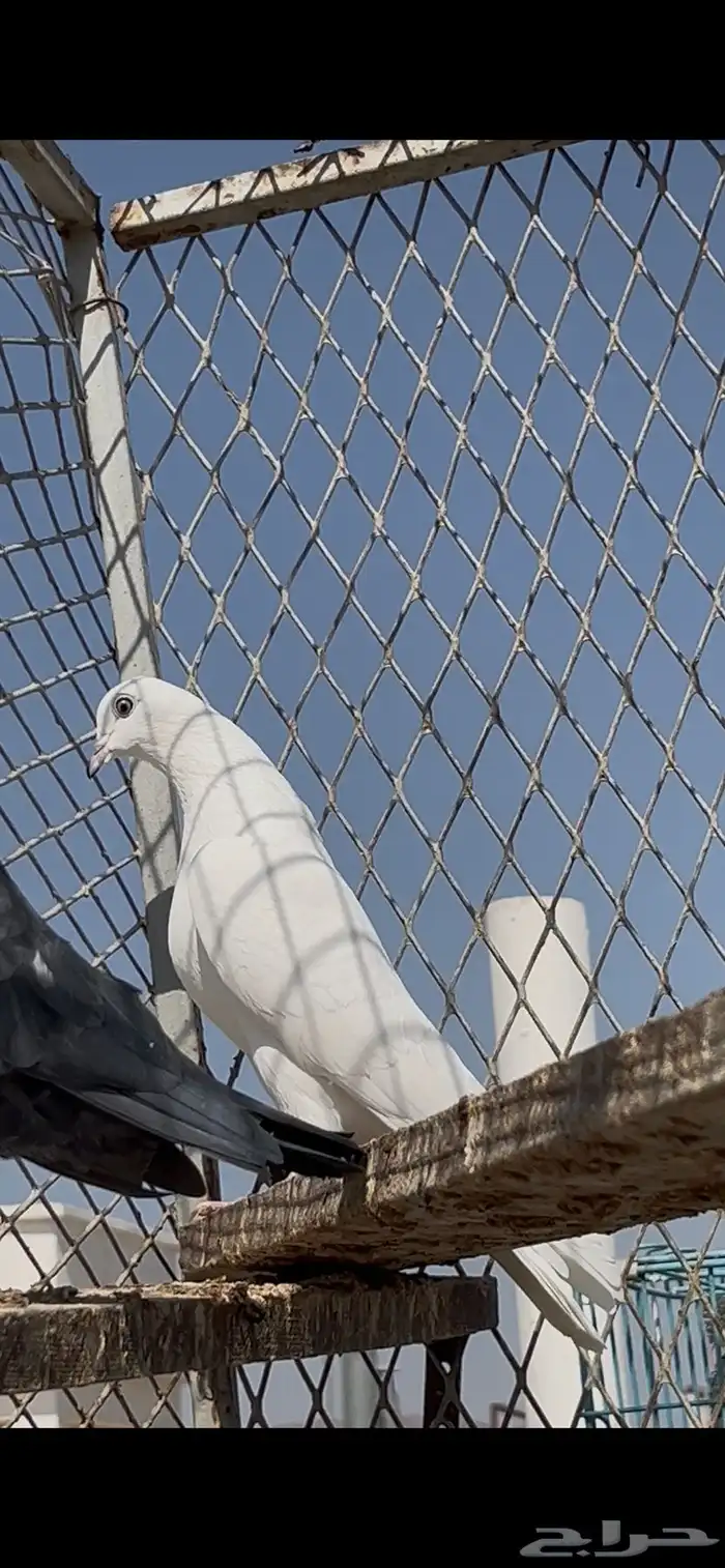 حمام باكستاني 3