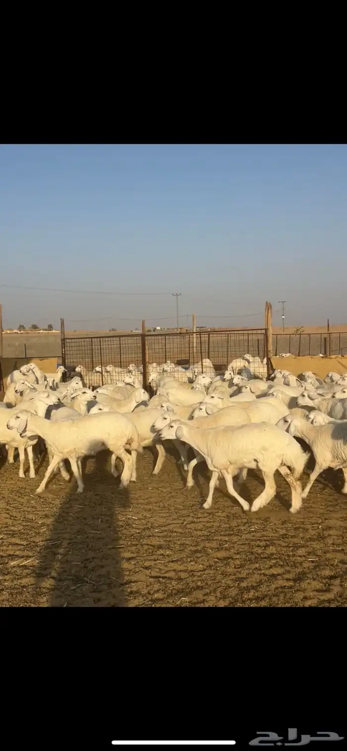 رخال حريات حرش 102 بالفحول 2 8