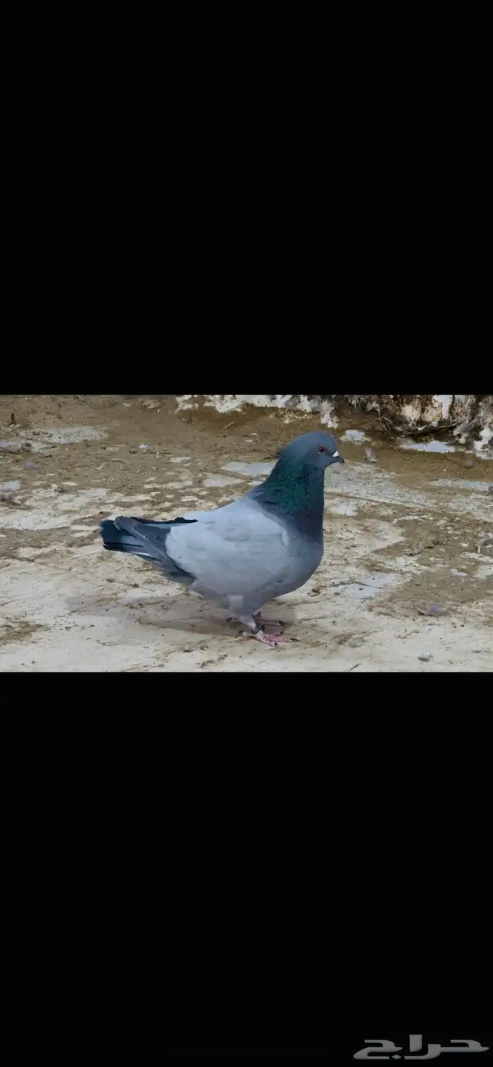 ذكر فرش بارلس 2