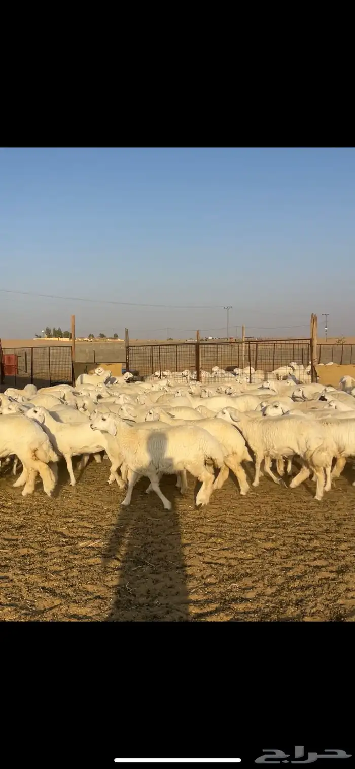 رخال حريات حرش 102 بالفحول 2 7