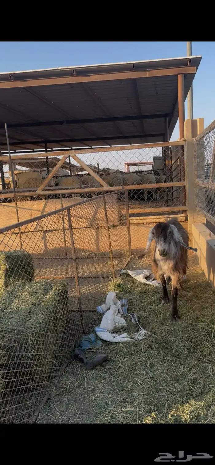 معزاء طيبات رفحاء 5