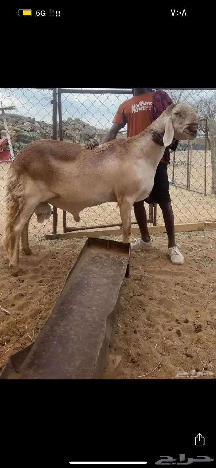 للبيع درماني 0