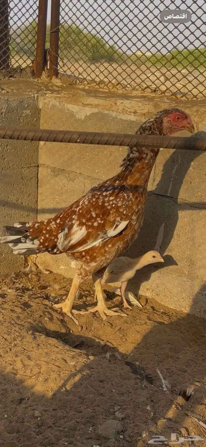 دجاجة سنديه 1