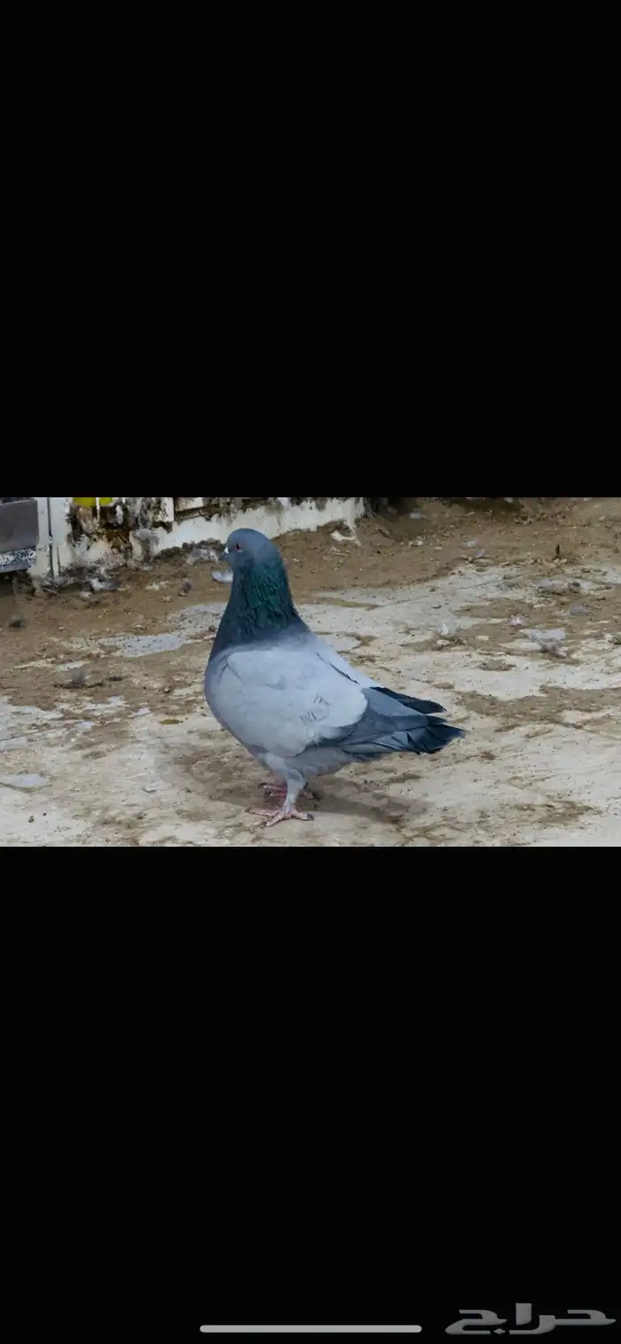 ذكر فرش بارلس 1