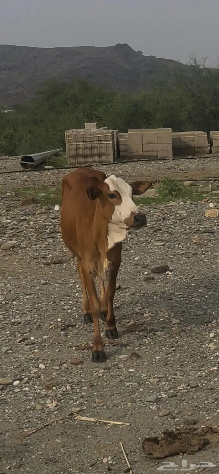 عجله عمرها فوق السنه 2