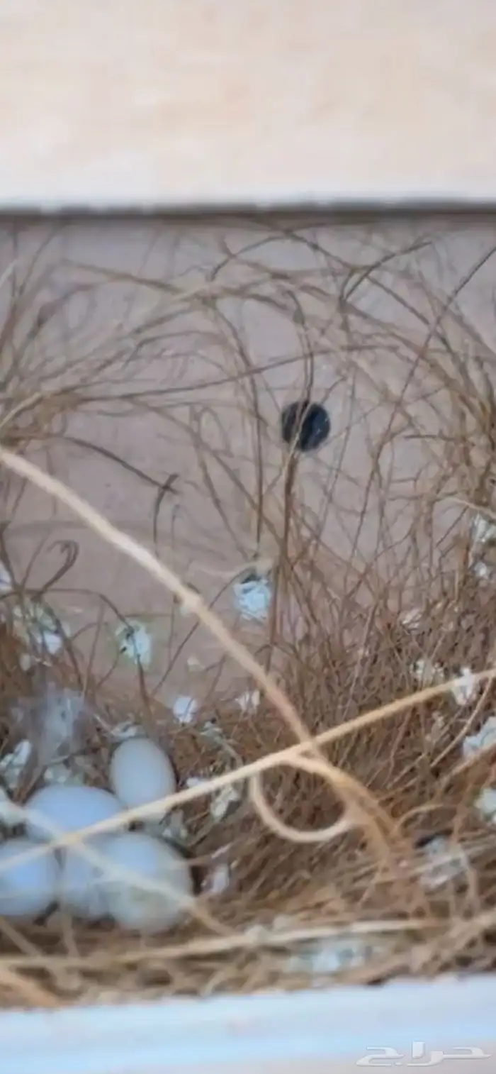 ماشاءالله أجواز زيبرا منتجه 4